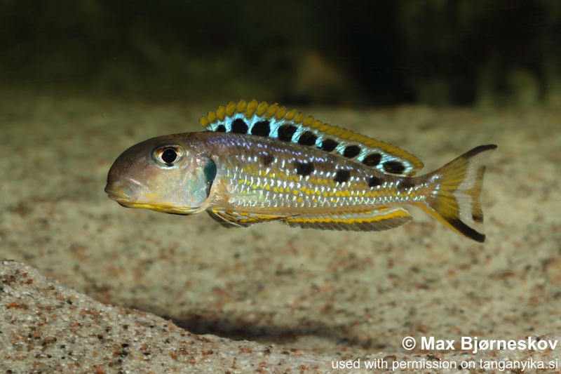 Xenotilapia singularis 'Ikola'